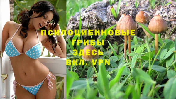 стаф Осинники